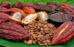 El cacao en Nicaragua